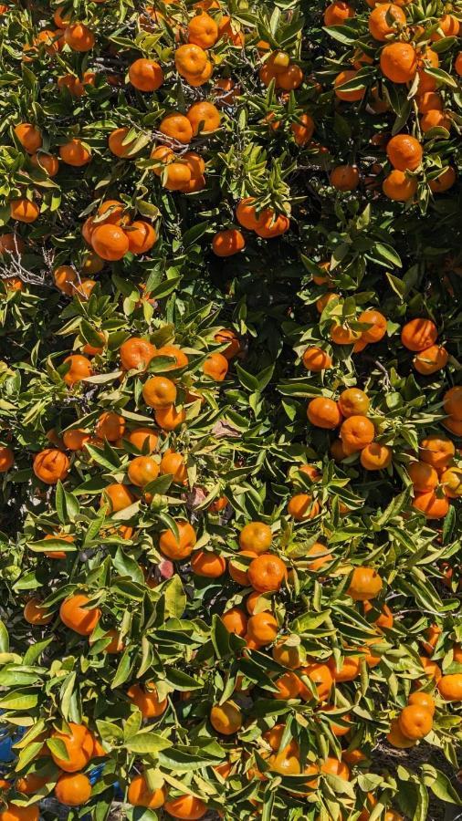 דירות פאהיה P.Gardens 103 מראה חיצוני תמונה